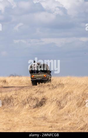 Tarangire, Tanzanie, 24 octobre 2023. Voiture Ranger dans la savane Banque D'Images