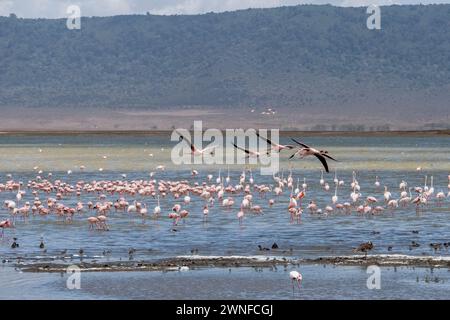 Ngorongoro, Tanzanie, 25 octobre 2023. Ngorongoro, flamants roses dans un lac de Ngorongoro Banque D'Images