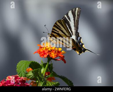 Rare Swallowtail - Iphiclides podalirius. Aperçu Oeiras, Portugal. Vue sous-jacente et surélevée. Perché sur une fleur colorée. Banque D'Images