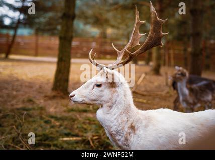 Cerfs blancs en jachère dans la forêt Banque D'Images