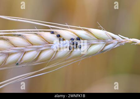 Jeunes insectes (Heteroptera) peu de temps après avoir émergé des œufs sur une épi de céréales. Banque D'Images