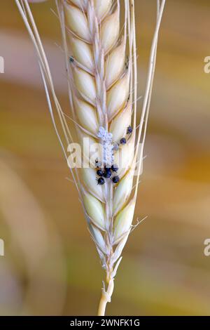 Jeunes insectes (Heteroptera) peu de temps après avoir émergé des œufs sur une épi de céréales. Banque D'Images