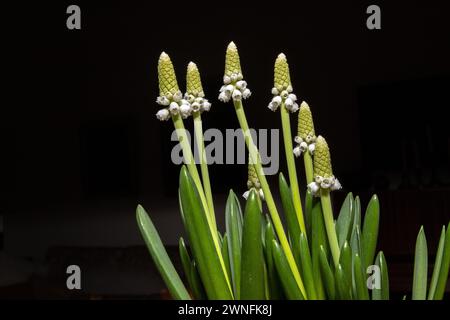 Bulbes de croissance de jacinthe de raisin blanc (Muscari Botryoides 'album') en pot Banque D'Images