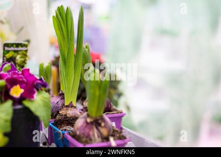 ampoules jonquille dans des pots sur un fond clair. Fleurs dans le jardin Banque D'Images