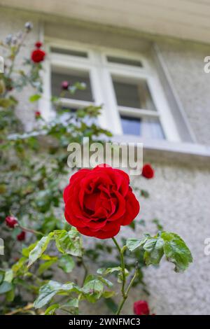 rose rouge à la fenêtre Banque D'Images