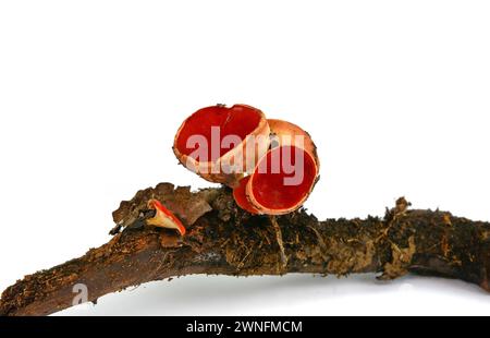 Champignons de la coupe Elf écartée sur fond blanc. Champignons comestibles de printemps - Sarcoscypha austriaca ou Sarcoscypha coccinea. Banque D'Images