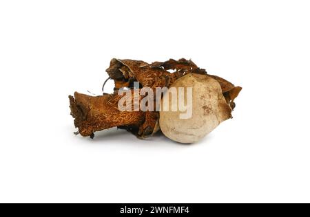 Brun et blanc en décomposition rare champignon d'étoile de terre isolé sur blanc. Incroyable champignon Geastrum fimbriatum, communément appelé l'étoile de terre à franges. Banque D'Images