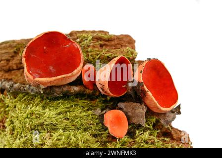 Champignons de la coupe Elf écartée sur fond blanc. Champignons comestibles de printemps - Sarcoscypha austriaca ou Sarcoscypha coccinea. Banque D'Images