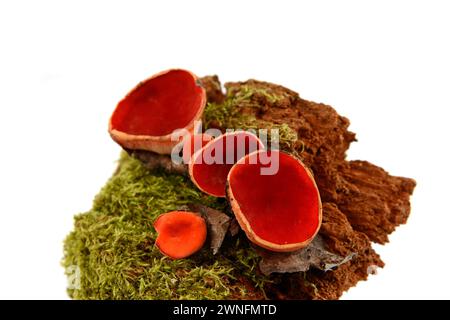 Champignons de la coupe Elf écartée sur fond blanc. Champignons comestibles de printemps - Sarcoscypha austriaca ou Sarcoscypha coccinea. Banque D'Images