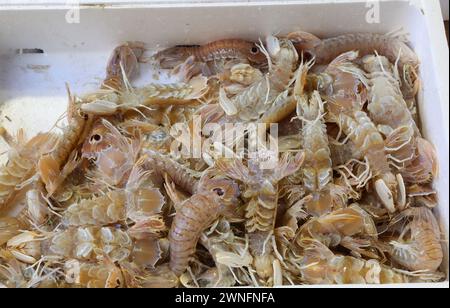 De nombreux crustacés fraîchement pêchés de la race Squilla Mantis se reproduisent dans le marché aux poissons du marché aux poissons Banque D'Images