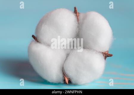 Fleur de coton gros plan, macro. Le coton est utilisé pour la production de tissus, papier, fond floral naturel Banque D'Images