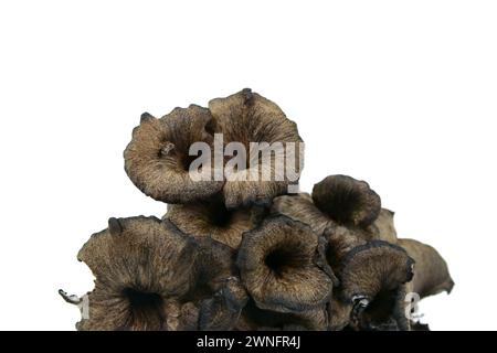 Cantharellus cinereus, la chanterelle cendrée isolée sur blanc. Banque D'Images