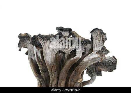 Cantharellus cinereus, la chanterelle cendrée isolée sur blanc. Banque D'Images