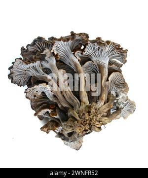 Cantharellus cinereus, la chanterelle cendrée isolée sur blanc. Banque D'Images