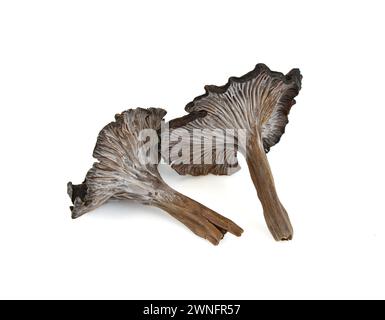 Cantharellus cinereus, la chanterelle cendrée isolée sur blanc. Banque D'Images