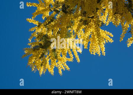 Fiori di mimosa gialla simbolo della Festa della donna Banque D'Images
