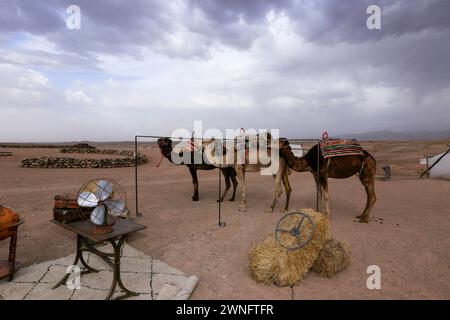 Les chameaux reposent dans le camp du désert d'Agafay au Maroc Banque D'Images