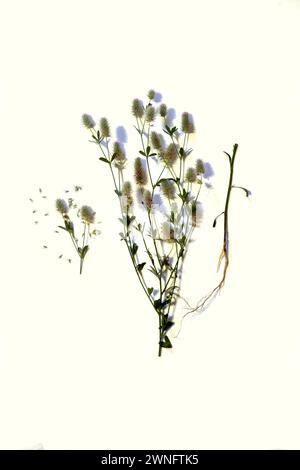 Sur fond blanc, l'herbe Trifolium arvense, ses fleurs, ses feuilles, sa tige et son système racinaire. Banque D'Images