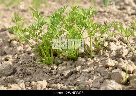 Les premières feuilles et tiges de carottes se brisent à travers le sol dans le jardin. Banque D'Images