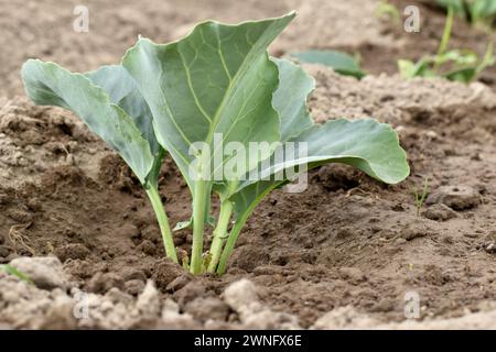 Les premières feuilles et tiges de chou ont percé le sol dans le jardin. Banque D'Images