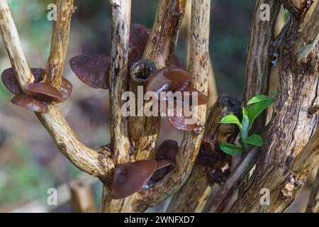 Gros plan champignon gelée, oreille de Judas ou de Juif (Auricularia auricula-judae). Sur les branches d'un lilas d'été (Buddleja davidii). Jardin hollandais, hiver, Banque D'Images