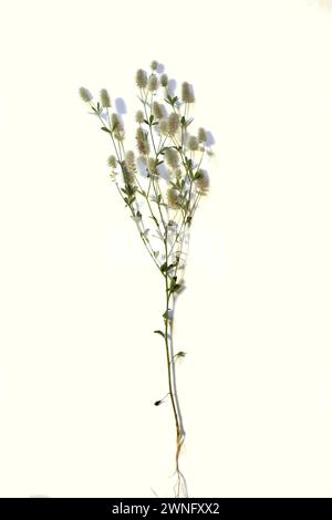 Didacticiel. Herbier. Buisson Trifolium arvense isolé sur un fond blanc. Banque D'Images