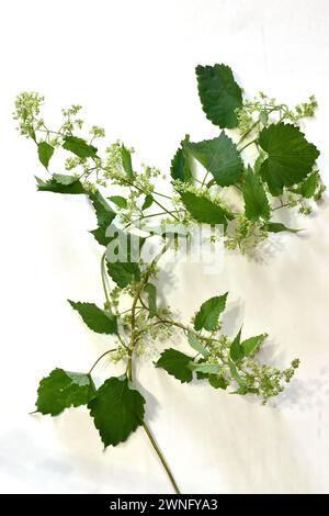 feuilles de lierre isolées sur fond blanc. Photo de haute qualité Banque D'Images