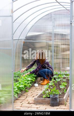 jeune femme travaillant dans une serre attachant une chaîne de buissons de tomates un matin de printemps Banque D'Images