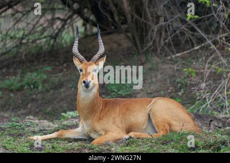 Puku mâle (Kobus vardoni) dans le parc national de South Luangwa, Zambie Banque D'Images