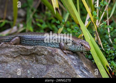 Skink de jardin (Lampropholis guichenoti) prendre un bain de soleil sur une pierre entre lames d'herbe, Queensland, Australie . Banque D'Images