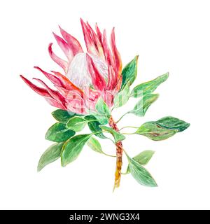 Aquarelle Protea, floraison. Illustration dessinée à la main d'une fleur rose isolée sur un fond blanc. Élément de conception pour cartes, invitations de mariage, l Banque D'Images