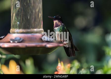 Starfrontlet à gorge bleue (Coeligena helianthea), un colibri sur une mangeoire à oiseaux dans le parc national de Chingaza, Colombie Banque D'Images