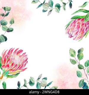 Cadre aquarelle Protea, carré. Fleurs roses dessinées à la main, branches d'eucalyptus et taches isolées sur fond blanc. Élément de conception pour cartes, weddin Banque D'Images