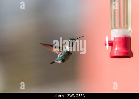 Woodstar mâle à ventre blanc (Chaetocercus mulsant) volant près d'une mangeoire d'oiseaux dans le parc national de Chingaza, Colombie Banque D'Images