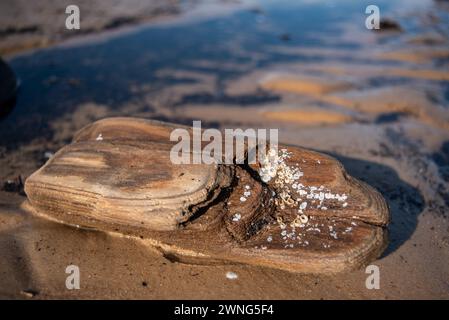 Barnacle de baie (Amphibalanus improvisus) sur un morceau de bois sur une rive de mer sablonneuse de Baltis Banque D'Images