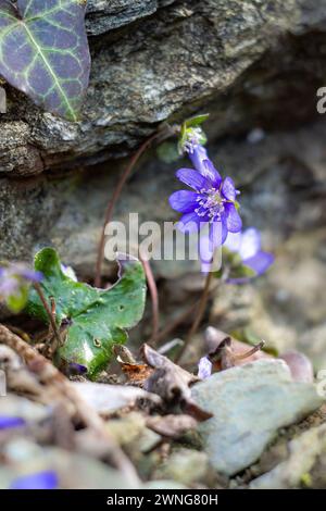 Gros plan d'anémones de bois bleu dans la forêt alpine Banque D'Images