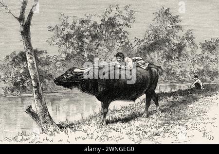 Un jeune garçon jouant sur son buffle dans la rivière. Tonkin, Indochine française. Vietnam, Asie. Trente mois au Tonkin 1885 par le Docteur Charles Edouard Hocquard (1853 - 1911) le Tour du monde 1890 Banque D'Images