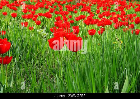 Fleurs tulipes rouges fleurissant sur fond de fleurs dans le champ de tulipes, gros plan, culture à vendre Banque D'Images