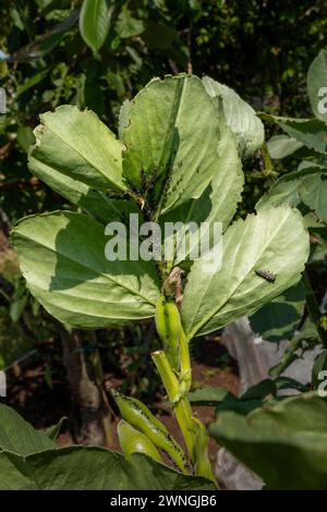 Pucerons noirs et larve de coccinelle sur une plante de fève Aquadulce en été. Angleterre, Royaume-Uni Banque D'Images