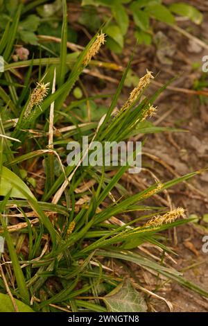 Carex sylvatica « lame de bois » Banque D'Images