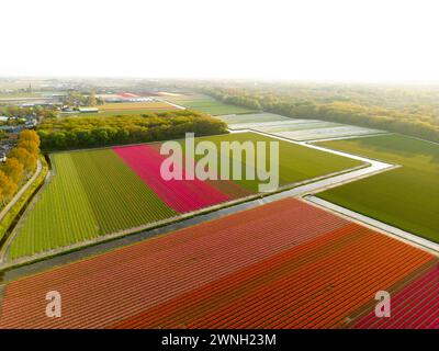 Vue aérienne d'un champ de tulipes près de Vogelenzang, pays-Bas Banque D'Images