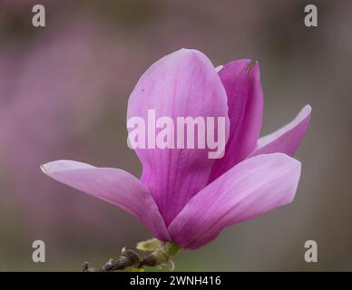 Fleur de magnolia de soucoupe en floraison début mars. Comté de Santa Clara, Californie. Banque D'Images