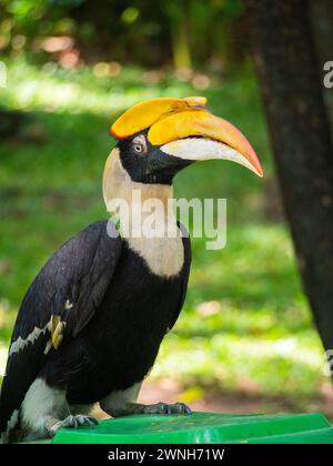 Un oiseau de grand bec de corne au repos à la base d'un temple bouddhiste au Cambodge Banque D'Images