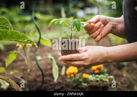 Femme tenant le semis de plante de tomate dans un pot de tourbe biodégradable. Plantation dans le potager au printemps Banque D'Images