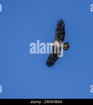 Jeune aigle à tête blanche volant un jour de ciel bleu dans le nord du Wisconsin. Banque D'Images