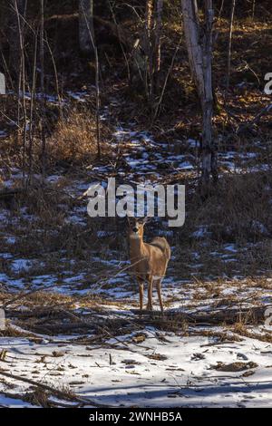 La biche à queue blanche se fond dans l'environnement un après-midi de février dans le nord du Wisconsin. Banque D'Images