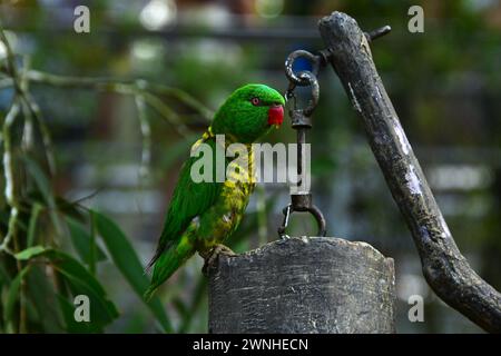 Portrait d'un perroquet mâle Eclectus, perroquet originaire d'Australie. Banque D'Images