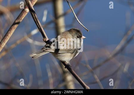 Femme junco aux yeux foncés perché sur la branche Banque D'Images