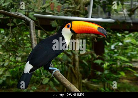 Portrait d'un Toucan. Les toucans sont des membres néotropicaux de la famille des oiseaux passereaux proches des Ramphastidae. Banque D'Images