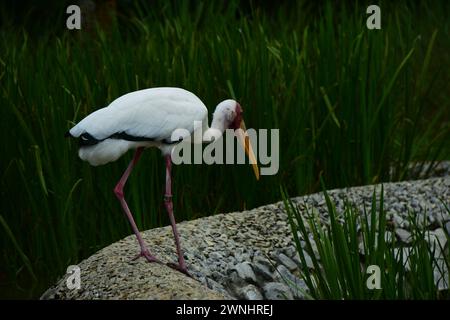 Portrait d'une cigogne lactée (Mycteria cinerea). Il s'agit d'une espèce de cigogne que l'on trouve principalement dans les mangroves côtières autour de certaines parties de l'Asie du Sud-est. Banque D'Images